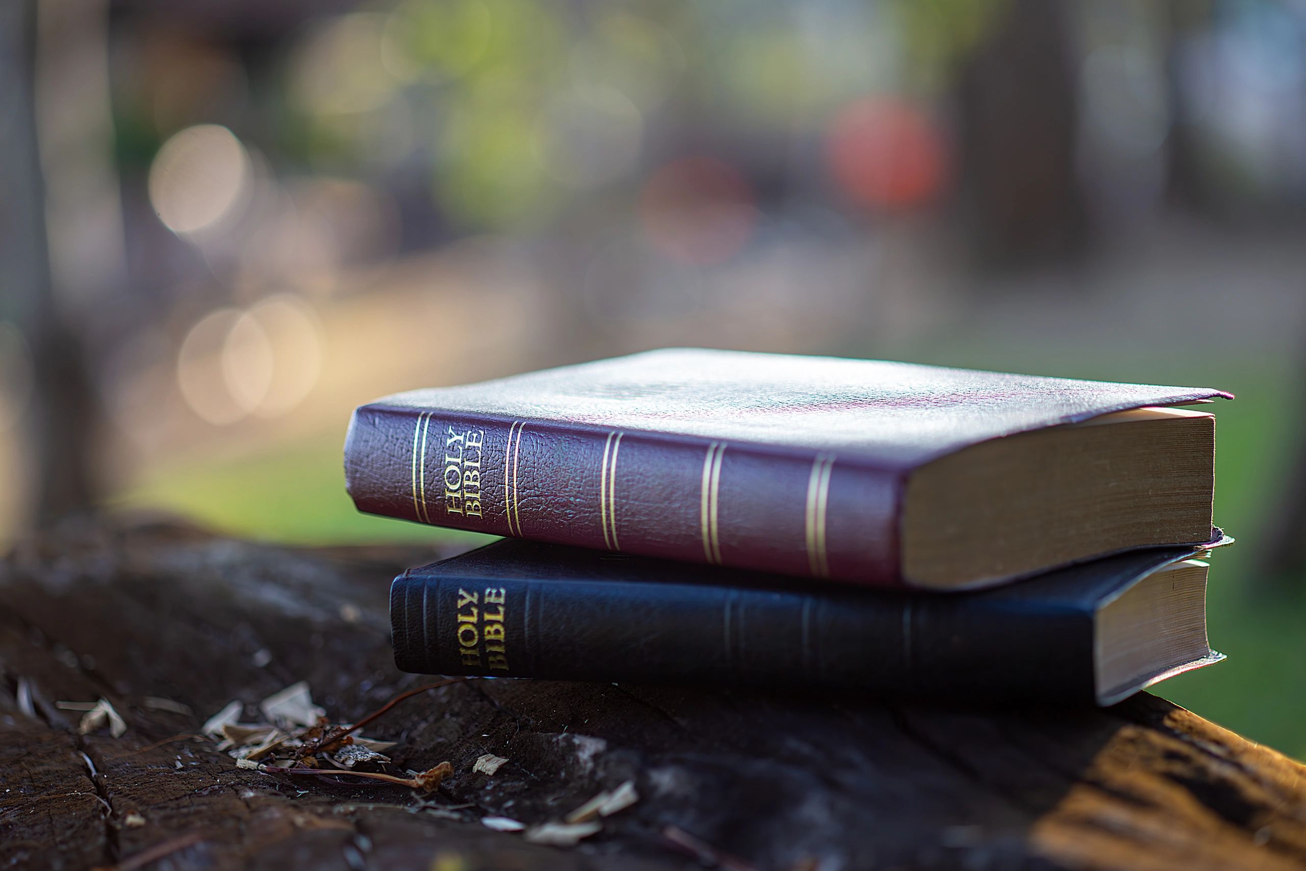 Person holding a Bible in warm sunlight